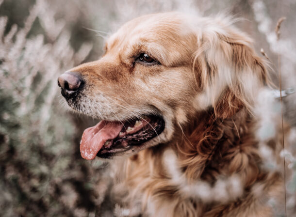 Hundeshooting Bocholt Golden Retriever